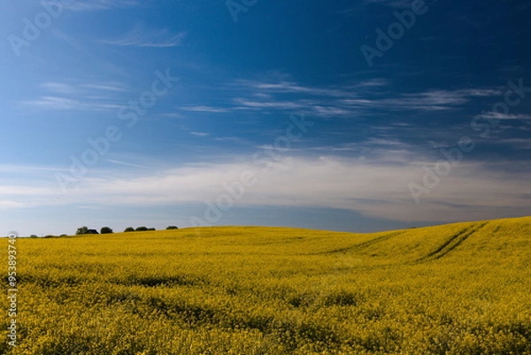 Obraz canola field and sky