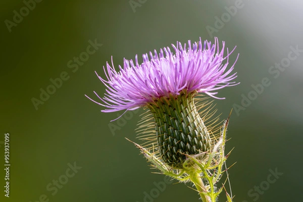 Obraz Beautiful fall thistle blossom