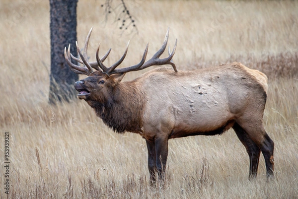 Obraz Bull elk bugleing during fall rut