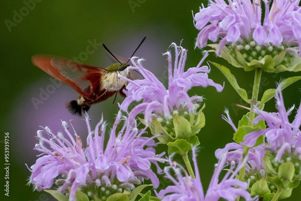 Obraz the hummingbird clearwing moth  - Hemaris thysbe