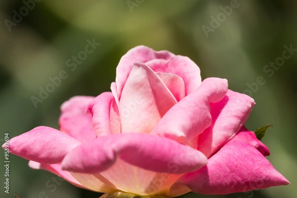 Fototapeta beautiful flower