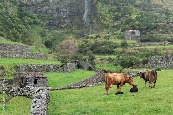 Obraz cows on beautiful landscape