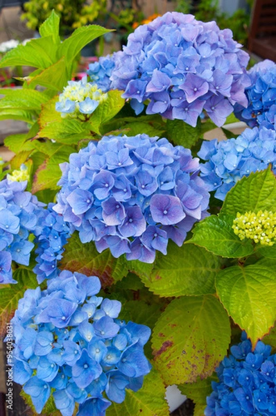 Obraz Above is a lush bush with an abundance of multi-colored blue hydrangea flowers with green leaves growing in the garden on a summer day,blue flowers in the garden