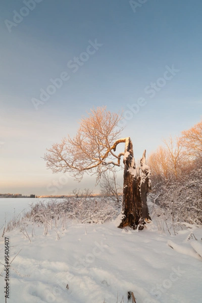 Obraz Broken tree in the winter wind.