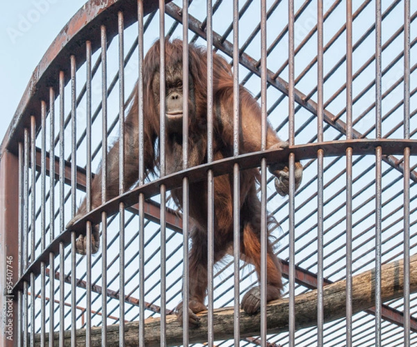 Obraz Orangutan w klatce 01