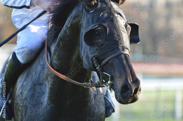 Fototapeta cheval de course
