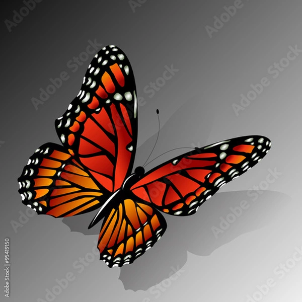 Obraz The Monarch butterfly  vector