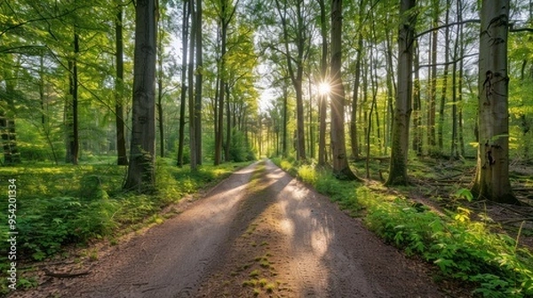 Fototapeta Sunbeams Through Forest Trees