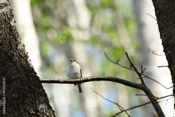 Fototapeta 枝に止まるメスのニュウナイスズメ