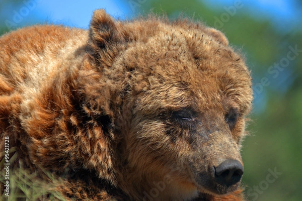 Obraz Bears, Veresegyhaz, Hungary