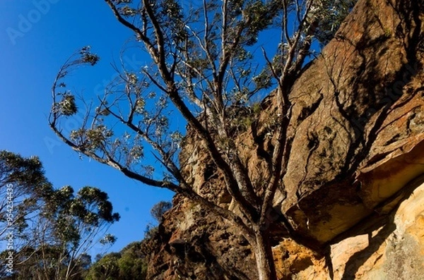 Obraz Tree Growing Alongside Rocky Cliff