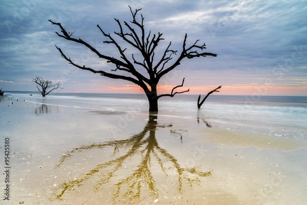 Fototapeta Old, weathered oak tree clings to foothold on Edisto Island Botany Bay Beach in South Carolina.