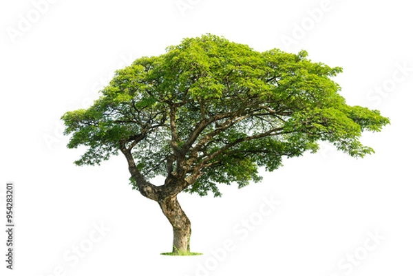 Fototapeta Trees isolated on white background, tropical trees isolated used for design, advertising and architecture