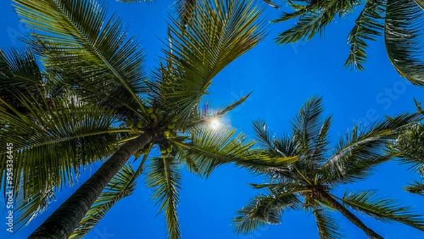 Fototapeta ヤシの木
