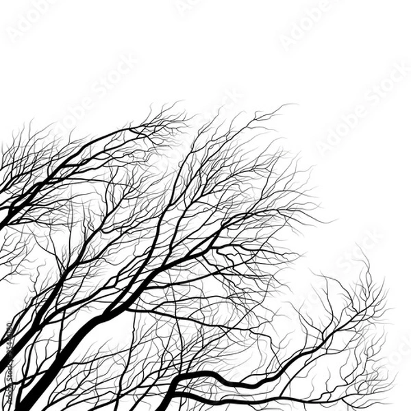 Obraz tree branches. black and white silhouette