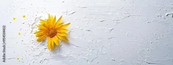 Fototapeta  A yellow flower against a white backdrop, with dewdrops at its base and moisture-kissed petals beneath