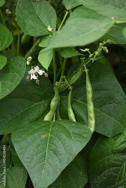 Fototapeta インゲン豆