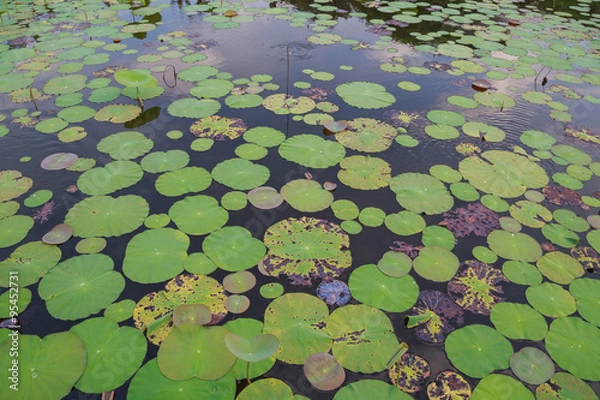 Fototapeta Lily pads background
