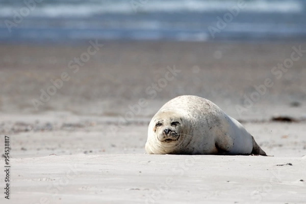 Fototapeta Kegelrobbe