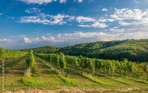 Obraz Vines in a rows. Vineyard landscape with beautiful clouds and blue sky in the autumn. Pannonhalma Wine Region in Hungary
