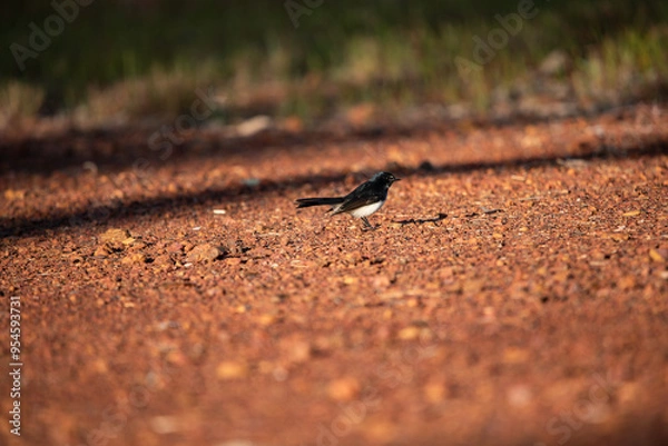 Fototapeta Willy wagtail bird 