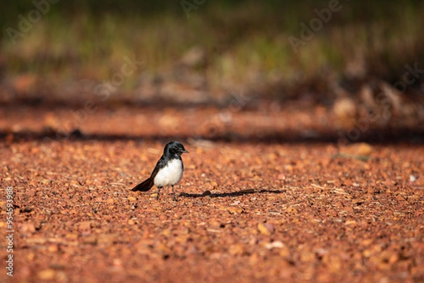 Fototapeta Willy wagtail bird 