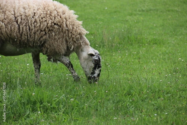 Obraz sheep eats grass
