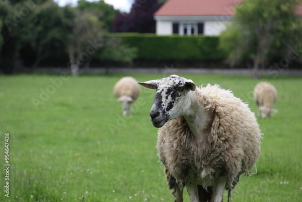 Obraz sheep and lamb