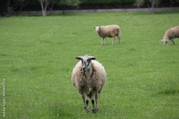 Obraz sheep and lambs