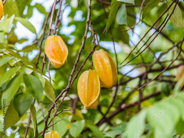 Obraz star apple fruit on the tree.