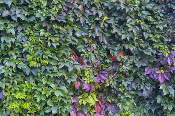 Fototapeta Parthenocissus quinquefolia or virginia creeper or victoria creeper or five-leaved ivy or five-fingergreen creeping plant on wall.