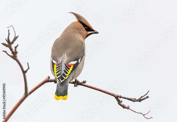 Obraz Waxwing