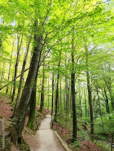 Fototapeta Green forest with hiking path in late summer. Sunny sky in background.