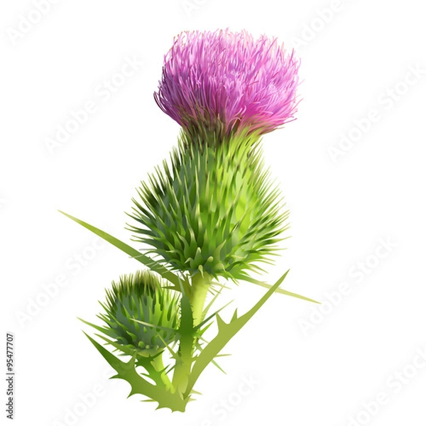 Fototapeta Thistle. 
Hand drawn vector illustration of a thistle flower and bud with accurate details in realistic style.White background.
