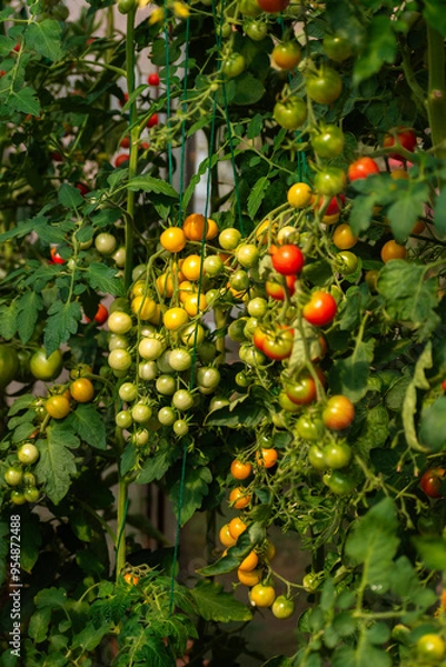 Fototapeta Bunch of tomato plants in a small greenhouse