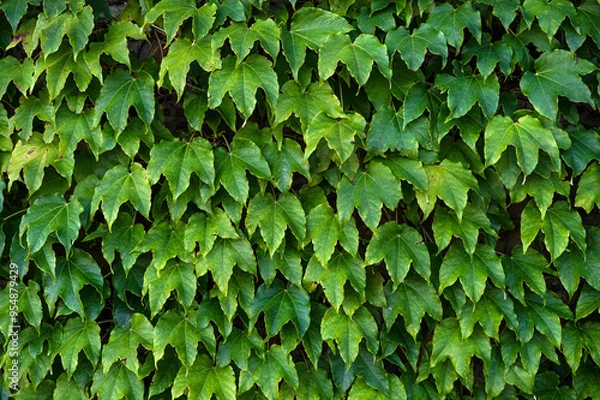 Fototapeta Green grapes leaves wall. Garden background. Abstract foliage pattern texture. Closeup nature hedge. Green plant fence.