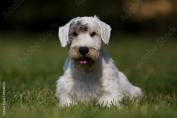 Fototapeta Sealyham Terrier portrait on grass