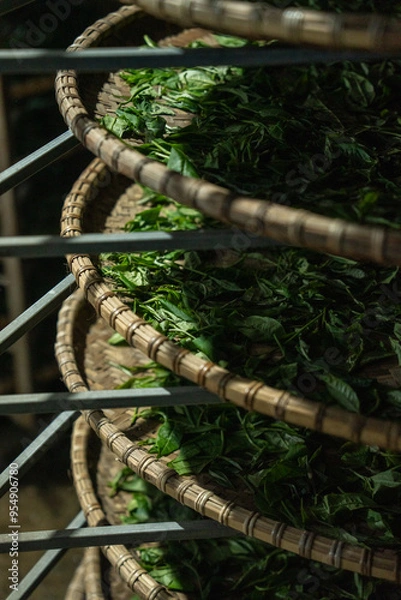 Obraz processing tea leaves drying on drying rack in tea factory