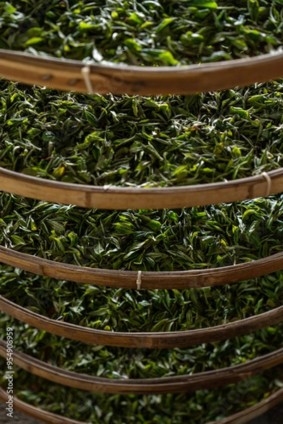 Obraz processing tea leaves drying on drying rack in tea factory