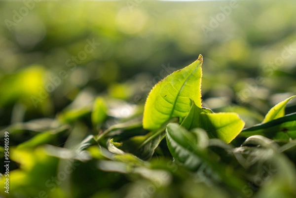 Obraz processing tea leaves drying on drying rack in tea factory