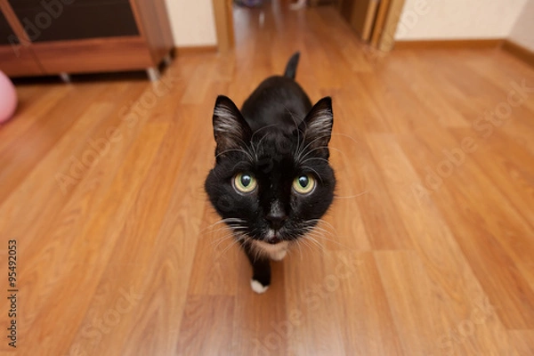 Obraz Black cat on a wide angle