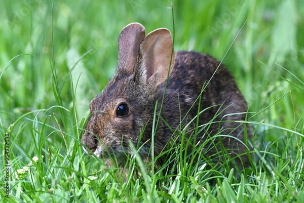 Obraz An up close shot of a wild rabbit in green grass.