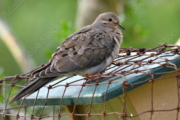 Obraz A very close-up head shot of a wild dove sitting on some wire mess with a bright green background.