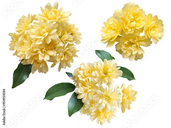 Obraz 黄色いモッコウバラの花