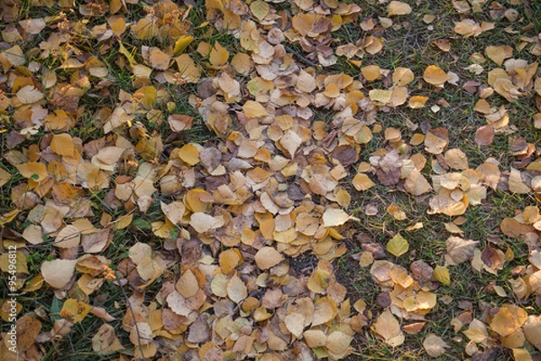 Fototapeta Fall birch leaves on path texture background