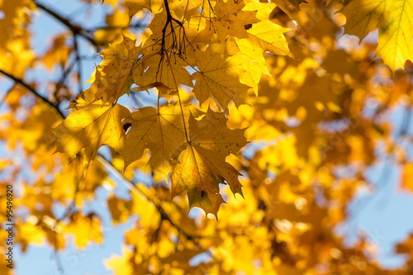 Fototapeta Golden maple leaves background