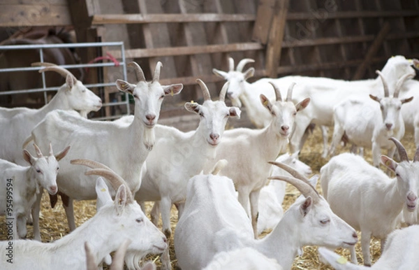 Obraz viele weiße Ziegen