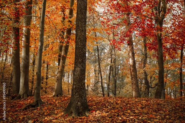 Obraz Asleep fall colors