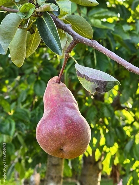 Fototapeta Close-up of a pear hanging from a tree branch, with more pears and green leaves in the background.