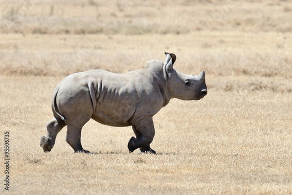 Obraz African white rhino